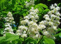 At Kestanesi Çiçeği Türleri ve Özellikleri